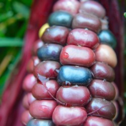 Jewel Corn 1